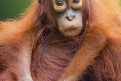 Orangutan baby_IMG6316 copy