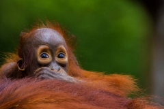 Baby Orangutan_IMG6355
