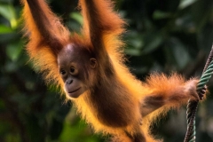 Backlit Orangutan _IMG6366