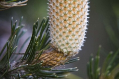 Banksia Ericafolia _IMG9010