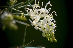 Grevillea _IMG9018