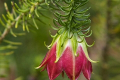 Darwinia Meeboldii - Cranbrook Bell _IMG9030