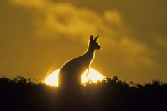 Kangaroo Sunset 4