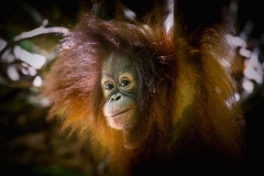 Orangutans - KK & Singapore 08