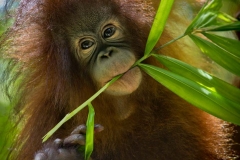 Orangutans - KK & Singapore 11