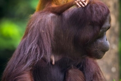 Orangutans - KK & Singapore 21