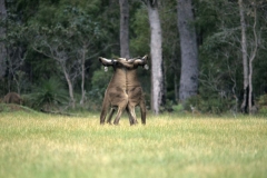 Roos Fighting