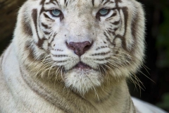 Singapore Zoo & Jurong 66
