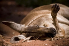 Sleeping Roo