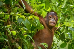 Young Orangutan - Borneo