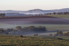 Toodyay Morning _0342