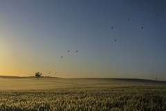 Hot Air Balloons at Sunrise_Panorama 6A
