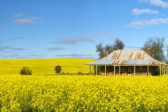 Derelict Homestead, Goomalling_Panorama8